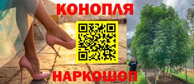 шишки Канаш